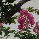 배롱나무 꽃 이미지