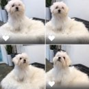 미스터멍 이미지