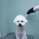 배츄네펫살롱 이미지