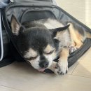 자스민 동물병원 이미지