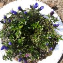 감물초등학교 병설유치원 이미지