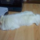 꼬꼬언니 이미지