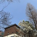 하탑중학교 | 성남 카페아르딘 야탑 목련 개화 상황 3월말 방문 후기