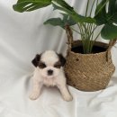 몽글몽글 이미지