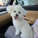 귀엽다멍 이미지