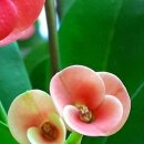 괴정3동-2 이미지