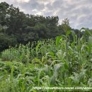 두란농장 이미지