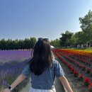곡성나무펜션 세그루,네그루,다섯그루,여섯그루 | 삿포로 여행 비에이 후라노 버스투어 내돈내산 후기 (와쿠와쿠버스), KKDAY 7월 할인코드