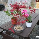 별품은 강 이미지