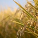 부산애견 이미지