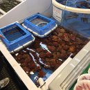 GS25북구매천점 | 대구 매천시장 대게 후기｜홍게 vs 북해도산 대게 솔직 비교, 팔공 S&amp;F