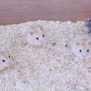 햄동대장 이미지