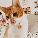 오원석 황금동물병원 이미지