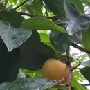 구리(일산) 이미지