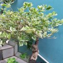 청도강변돌고래펜션 이미지