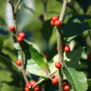 하늘빛으로 물든새 이미지