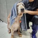 미용하는 훈련사 이미지