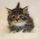 인천고양이분양 도레미캣 이미지