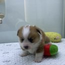 강아지를 부탁해 | 대구 웰시코기 분양은 ""강아지를 부탁해"를 방문해보세요