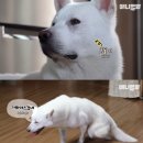 동물농장 이미지