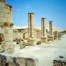 삭개오와뽕나무 이미지