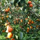 선암농장 이미지