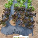 풀잎농장 이미지