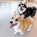 도기야드 이미지