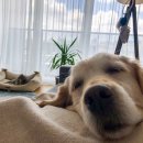 로얄도그 이미지