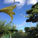 여름꽃농장 이미지