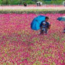 꽃길만걷자 이미지