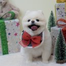 로로앤독 이미지