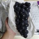 무지개빛농장 이미지