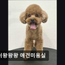고려 애견 미용실 | (수원, 강아지, 고양이, 애견미용, 추천!) 놀러왕왕왕 애견미용실 수원 강아지 미용 추천