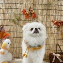 털로덮인친구들(키녹점) 이미지