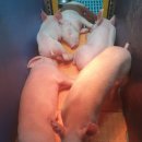 개량양돈 이미지