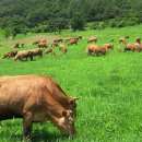 신우목장 이미지