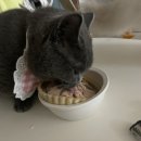 벌스데이레오 이미지