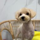 여수죽림동물병원 애견미용실 이미지