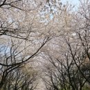 서울숲길 | 🌸 서울숲 벚꽃길 명소 - 지금 만개, 공사 중 이용 꿀팁