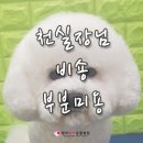 루이동물미용 이미지