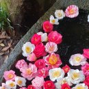 도련초등학교 이미지