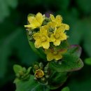 강아지풀 이미지