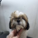 주견야DOG 이미지