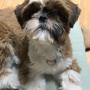 멍텔스컴바인 이미지