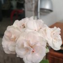 마들렌루