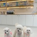 꼬씨와 펫살롱 이미지