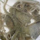 목포무안신안축산업협동조합 | 최상급 목포 뻘낙지 무안 신안 세발낙지 산낙지 국산