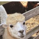 몽돌스테이1119 이미지