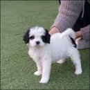 퍼피라운지